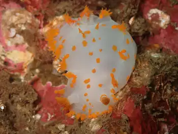 Bold Clown Nudibranch