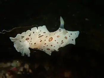 Leopard Nudibranch