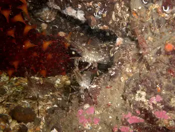 Coonstripe Shrimp
