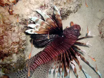 Lionfish
