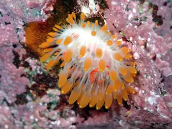 Cockerell's Nudibranch