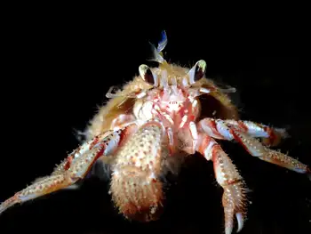 Blackeyed Hermit Crab
