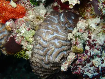 Coral