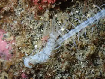 Skeleton