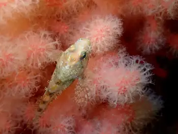 Sculpin