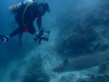 Nurse Shark