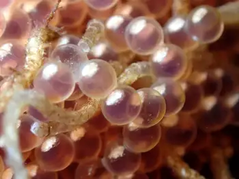 Eggs Whitespotted Greenlin