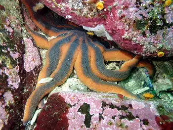 Striped Sun Star
