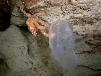 Sharp Nosed Crab