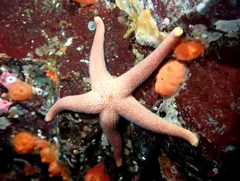 Blood Star
