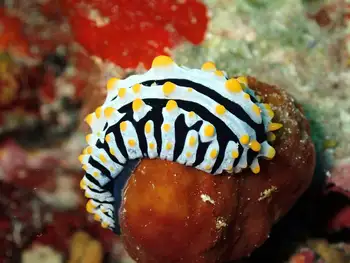 Varicose Phyllidia Nudibranch