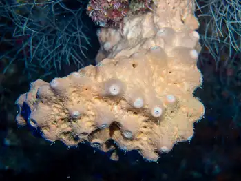 Encrusting Sponge