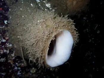Round Lipped Boot Sponge