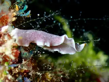 flatworm
