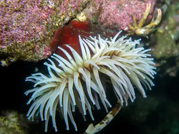 Fish Eating Anemone