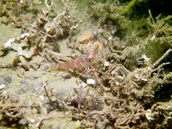 Coonstripe Shrimp