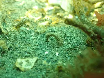 Utility Worm