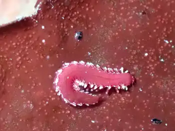 Bobbit Worm