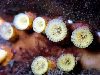 Yellow Boring Sponges
