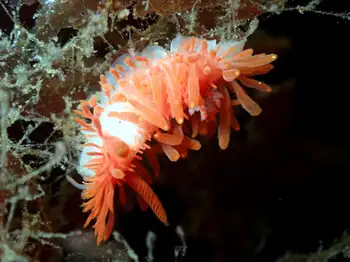 Janss's Nudibranch