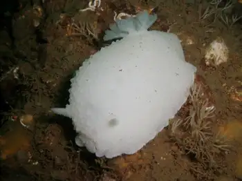 White Nudibranch