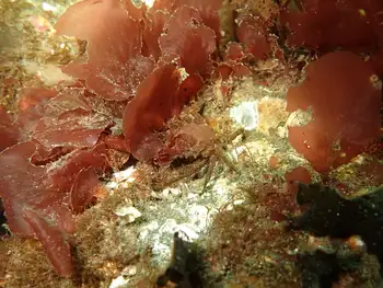 Northern Kelp Crab