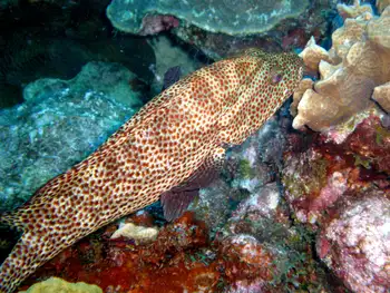 Tiger Grouper
