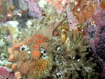 Heart Crab