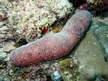 Edible Sea Cucumber