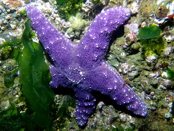 Ochre Star