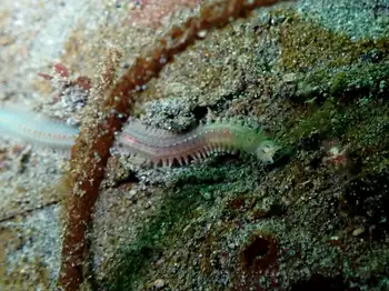 Bobbit Worm