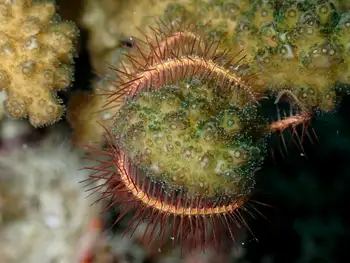 Coral