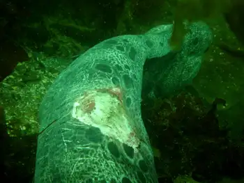 Wolf Eel