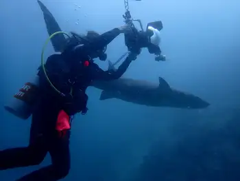 Nurse Shark