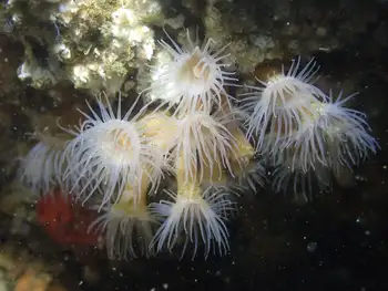 Orange Zoanthids