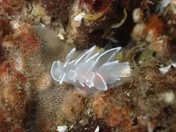Alabaster Nudibranch