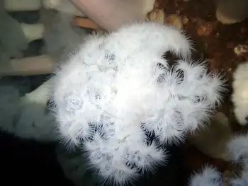 Metridium Anemones