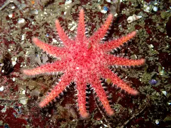 Rose Star