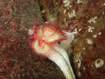 Red Trumpet Calcareous Tube Worm