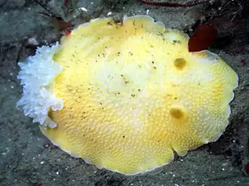 Noble Sea Lemon