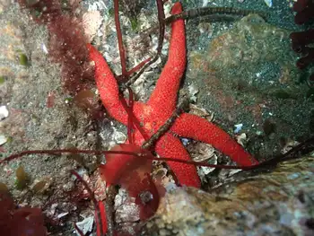 Fat Blood Star