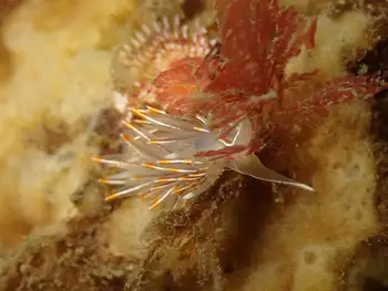 Horned Nudibranch