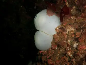 Anemones