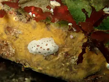 Leopard Nudibranch