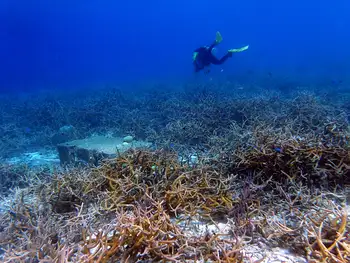Staghorn Coral