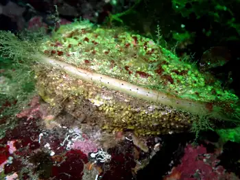 Rock Scallop