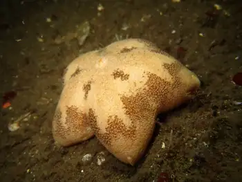 Slime Star