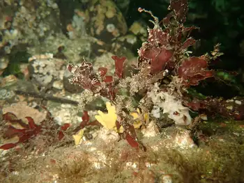 Kelp