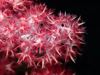 Mauve Spiky Soft Coral