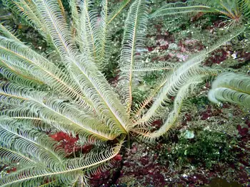 Northwest Feather Stars